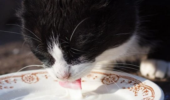 Ist Katzenmilch für Katzen schädlich?