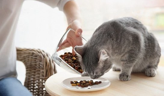 Urinary Katzenfutter