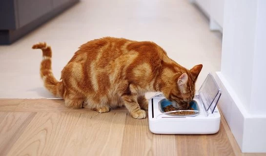 Automatisch schließender Futternapf für Katzen ohne Chip