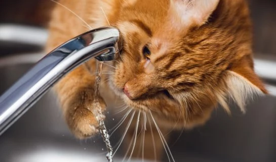 Katze trinkt plötzlich auffällig viel Wasser? Anlass zur Sorge?