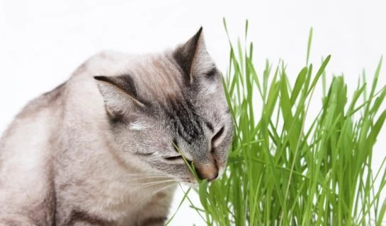 Warum frisst meine Katze Gras?